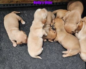 Dachshund puppies for sale