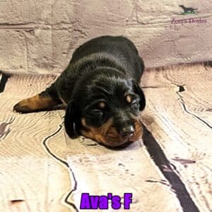 black/tan mini dachshund puppy