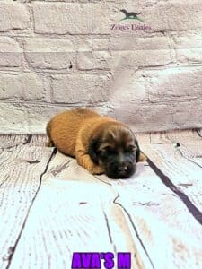 tan sable mini dachshund puppy
