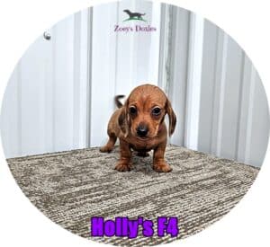dachshund puppy for sale Texas