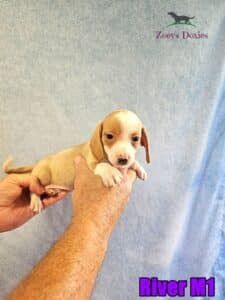 Piebald mini dachshund puppy