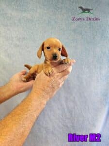 Mini dachshund puppy