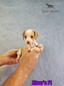 Dachshund puppies for sale. piebald puppies