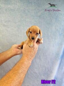 Mini dachshunds puppy for sale