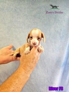 Mini dachshunds puppy for sale