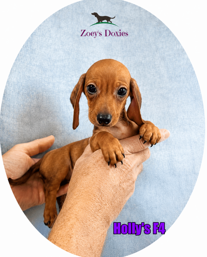 Meet Holly's F4, a beautiful Miniature Dachshund puppy growing up at Zoey's Doxies. Learn why the first weeks of life are so important for building confidence and lifelong companionship.