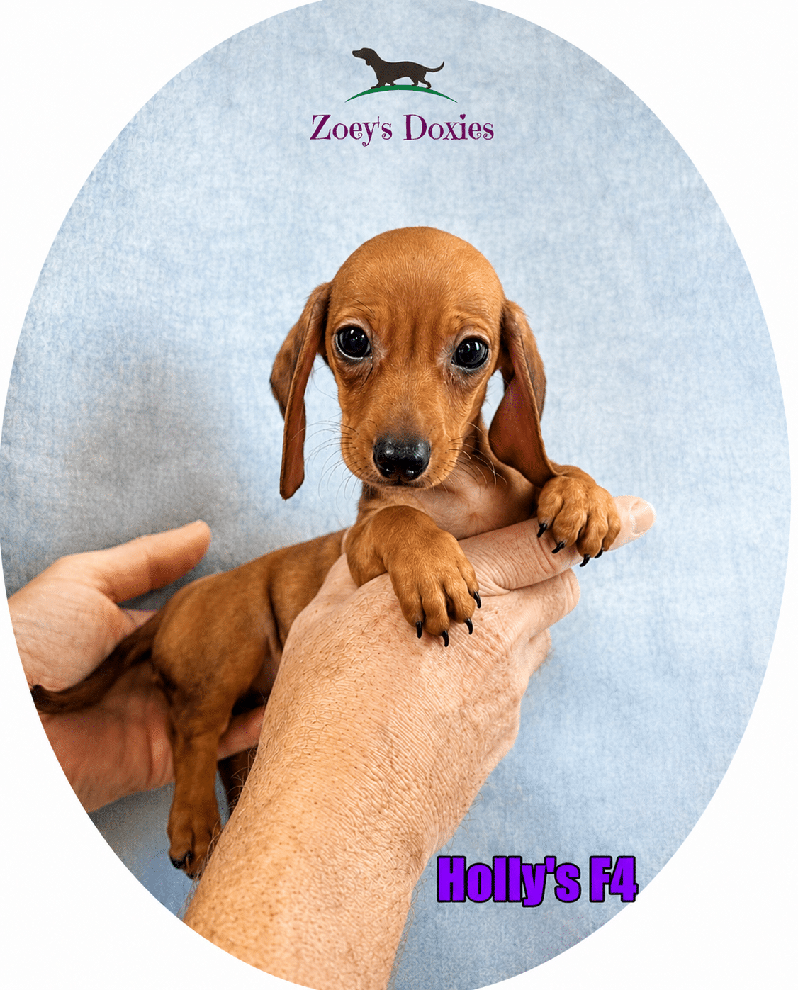 Meet Holly's F4, a beautiful Miniature Dachshund puppy growing up at Zoey's Doxies. Learn why the first weeks of life are so important for building confidence and lifelong companionship.