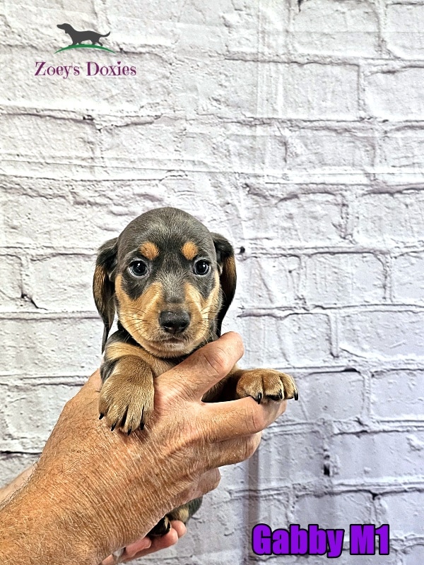 dachshund puppies for sale