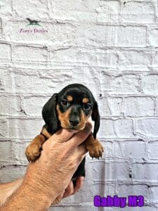 dachshund puppies for sale