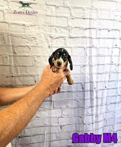 dachshund puppies for sale