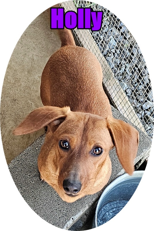 dachshund for sale