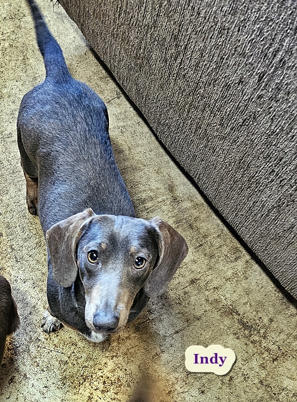 dachshund puppies for sale