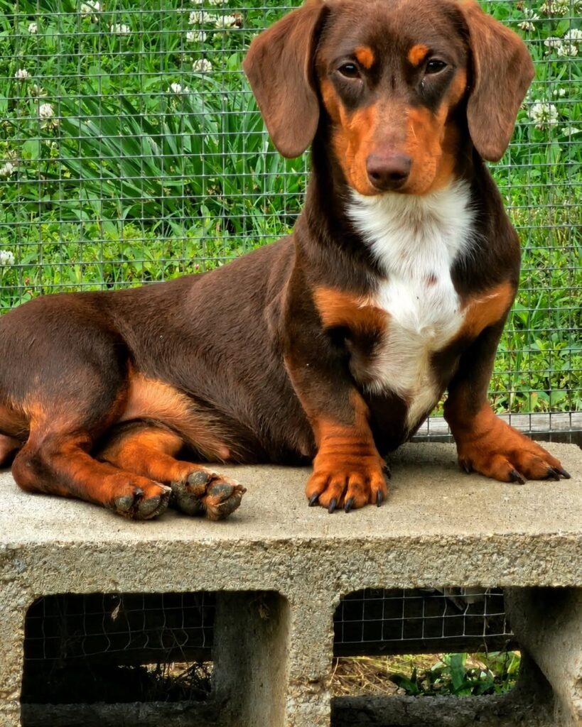 dachshund puppies for sale